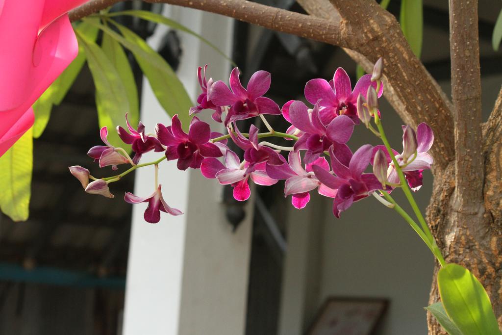 My Parents Guesthouse Kampot Eksteriør billede